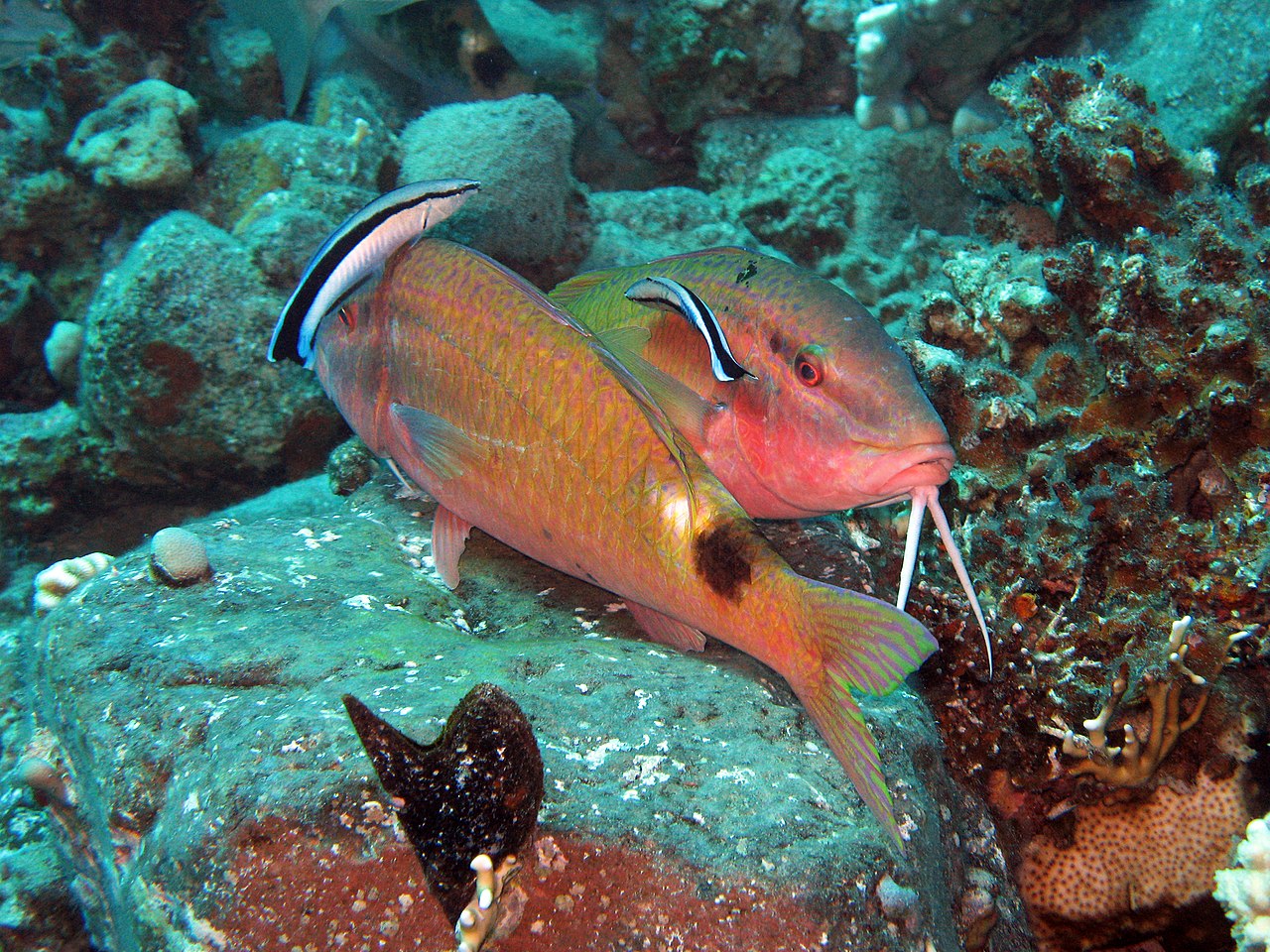 Poissons nettoyeurs faisant la toilette d'un couple de Yellowsaddle goatfish.