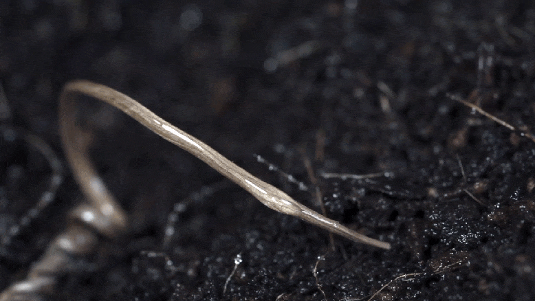 Porte-graines en tire-bouchon, bio-inspiré de la plante Erodium Moschatum.