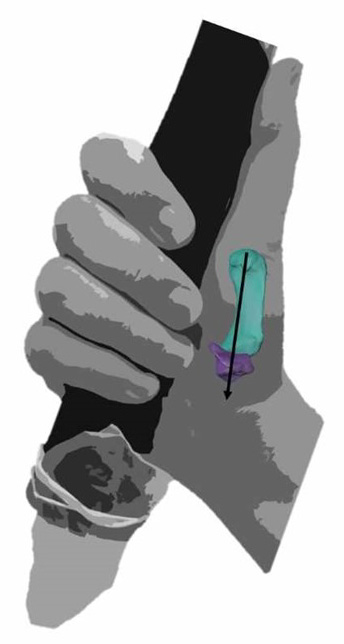 Préhension selon l'homo Néandertal