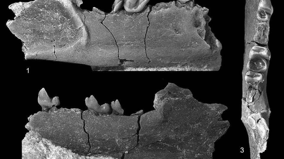 Mâchoire d'un primate archaïque en Alberta (Canada).