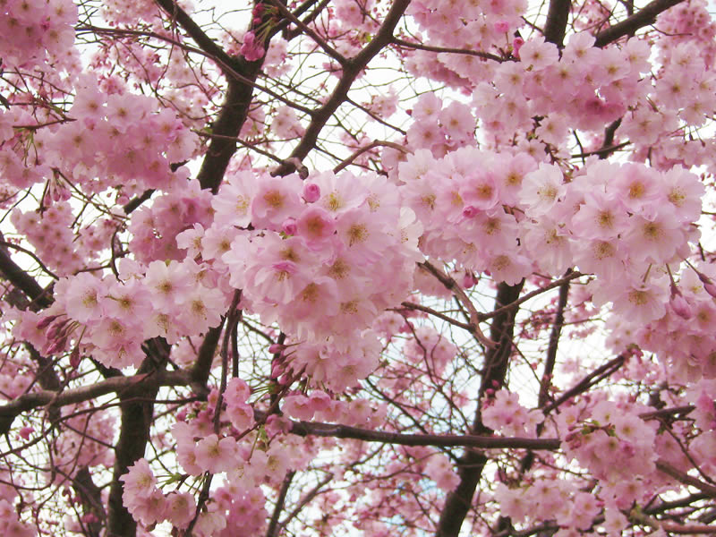 Printemps: amandiers en fleurs.