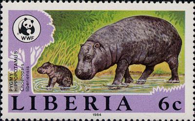 Hippopotame nain