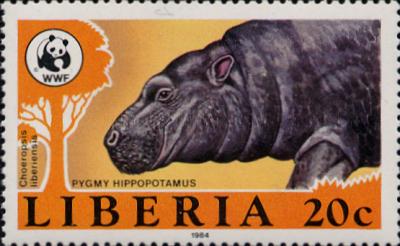 Hippopotame nain