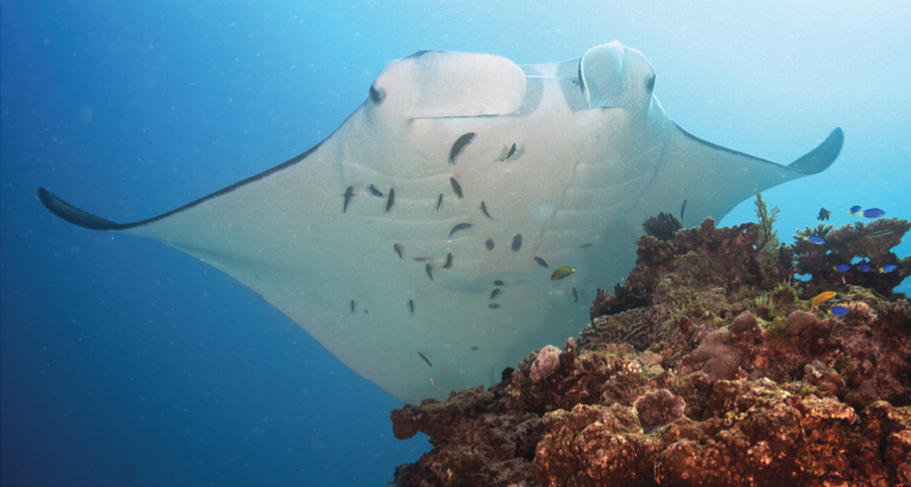 Manta alfredi avec les nageoires céphaliques enroulées (Yap, Micronésie).