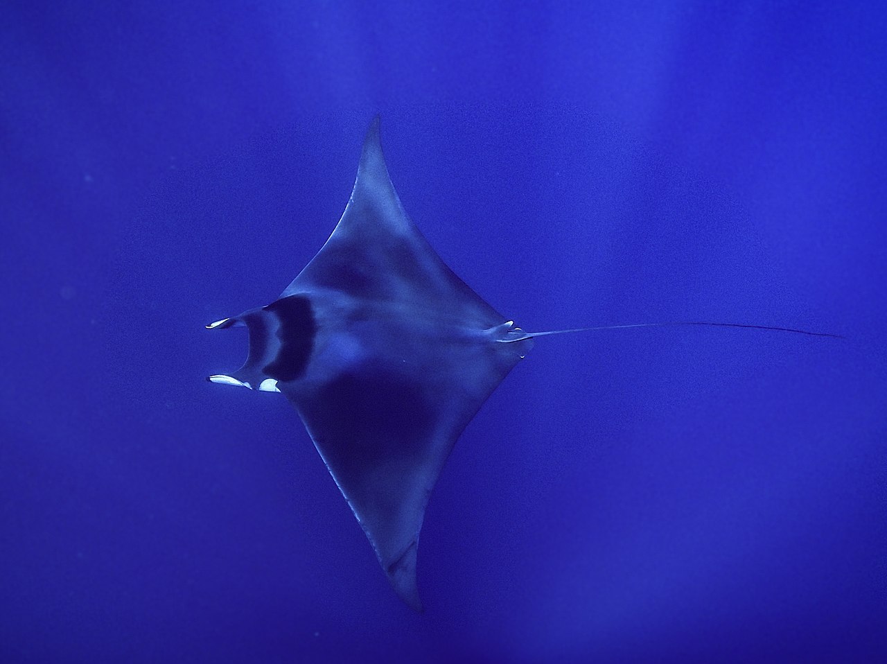 Raie manta mobula avec une face dorsale noire.