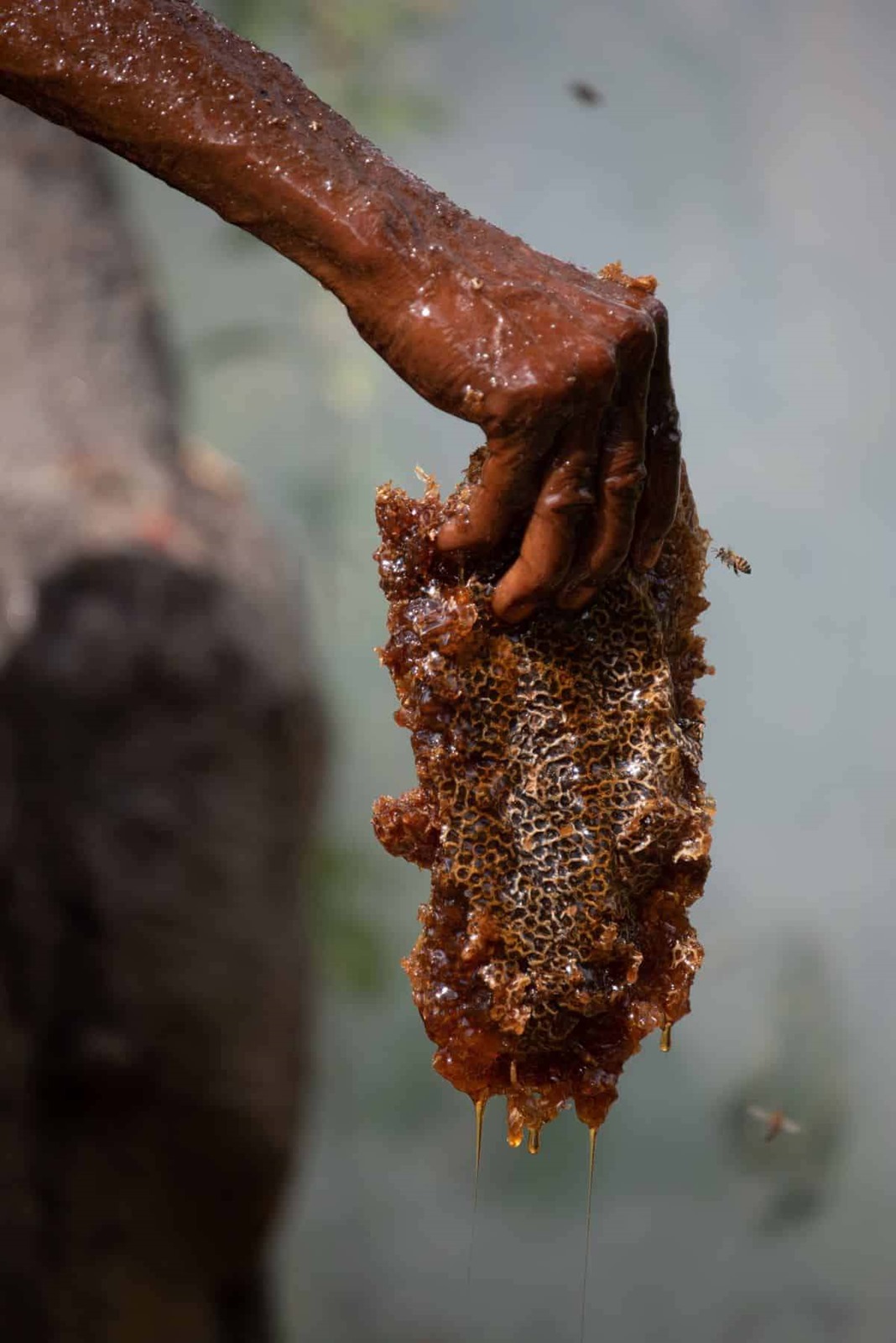 La récolte du miel par des membres de la tribu Yao.