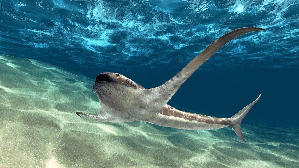 Requin-aigle (Mexique)