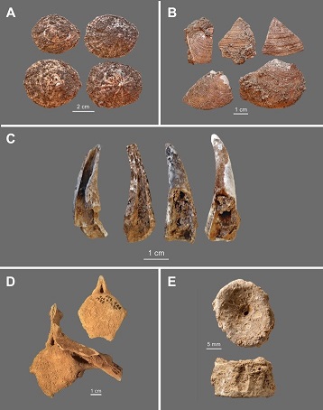 Ressources marines de Figueira Brava : A. patelles, B. palourdes, C. tourteaux, D. vertèbre de dauphin, E. vertèbre de requin.