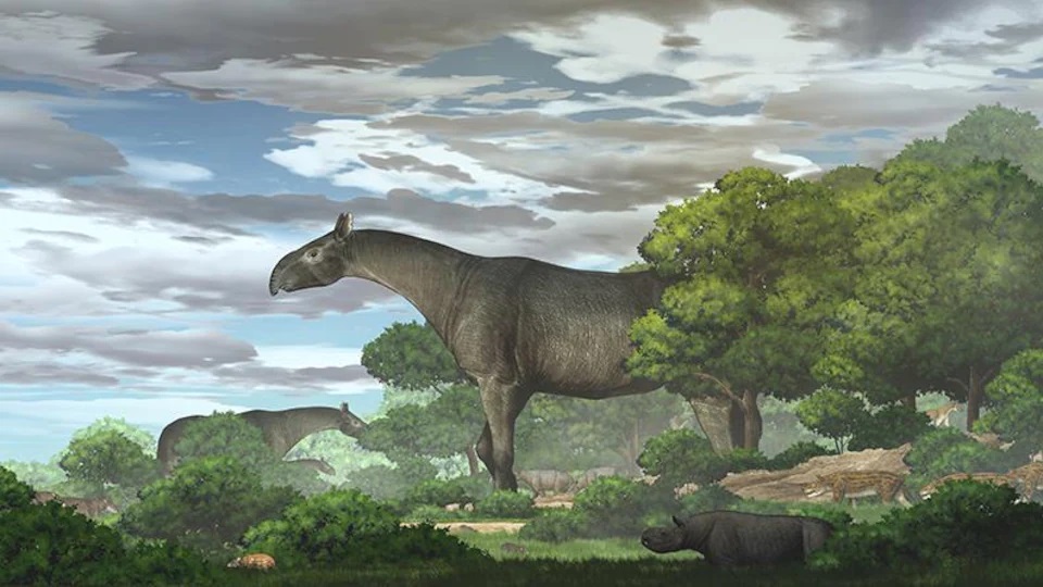 Le rhinocéros géant sans corne (Paraceratherium linxiaense).