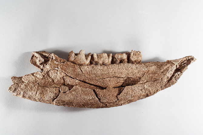 Mandibule de rhinocéros laineux