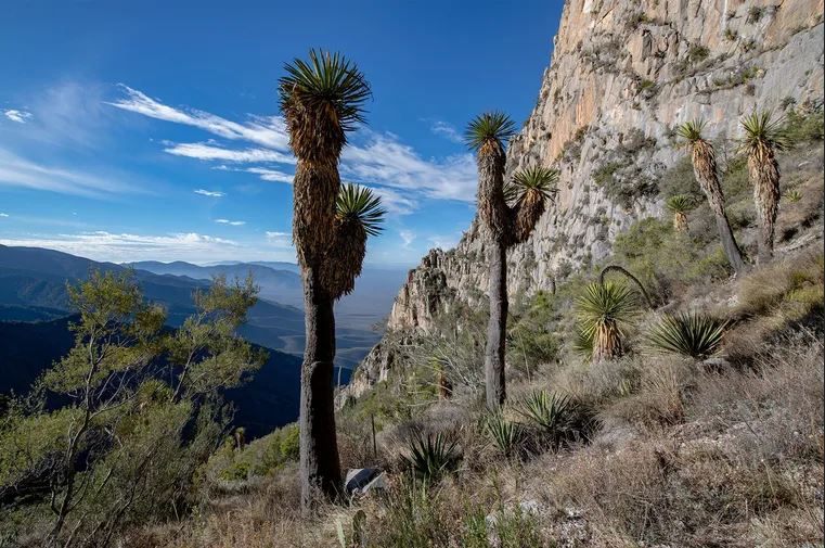 Sierra del Astillero au Mexique.