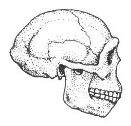 Sinanthropus