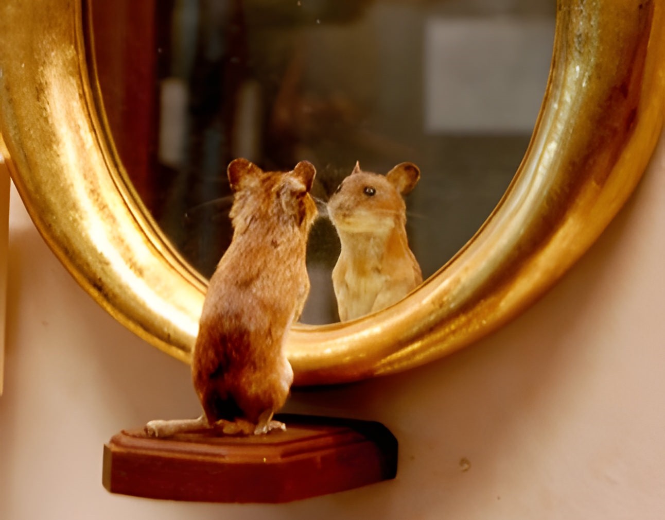 Souris naturalisée (empaillée, conservée) devant un miroir.