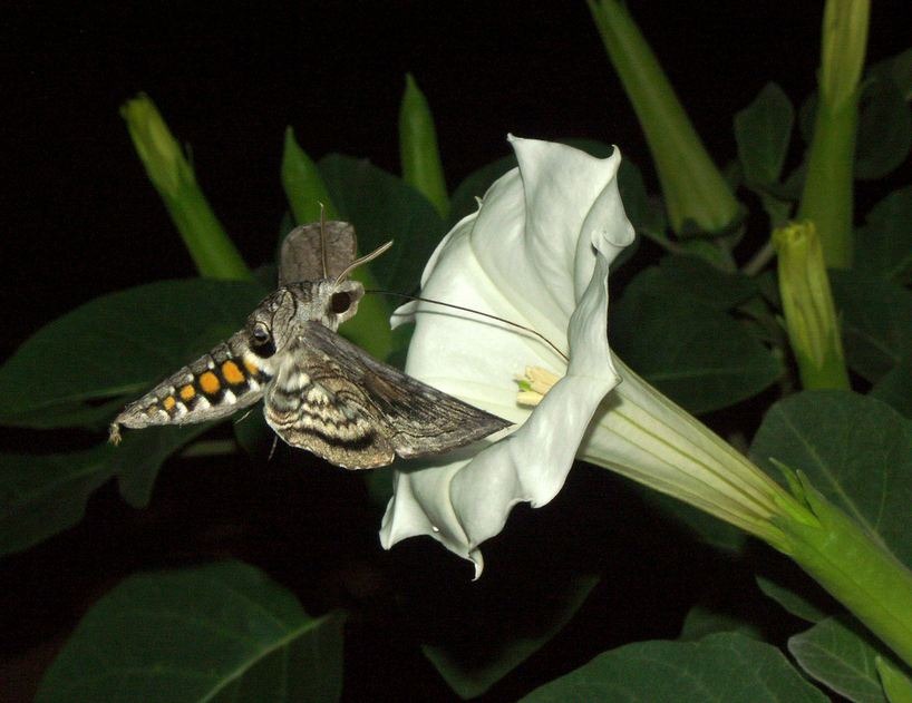 Un sphynx du tabac (papillon de nuit manduca sexta) récupérant le nectar d'une fleur de datura inoxia.