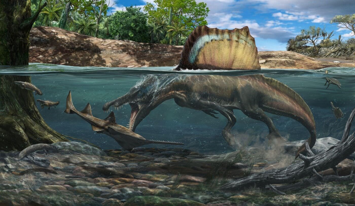 Spinosaurus chassant un grand poisson-scie sous l'eau