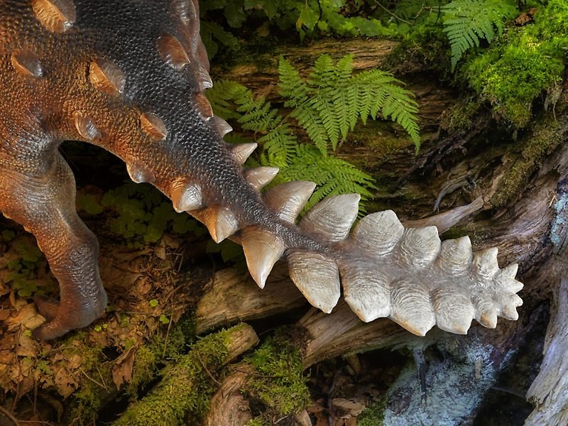 Stegouros elengassen, ankylosaure vivant en Patagonie.