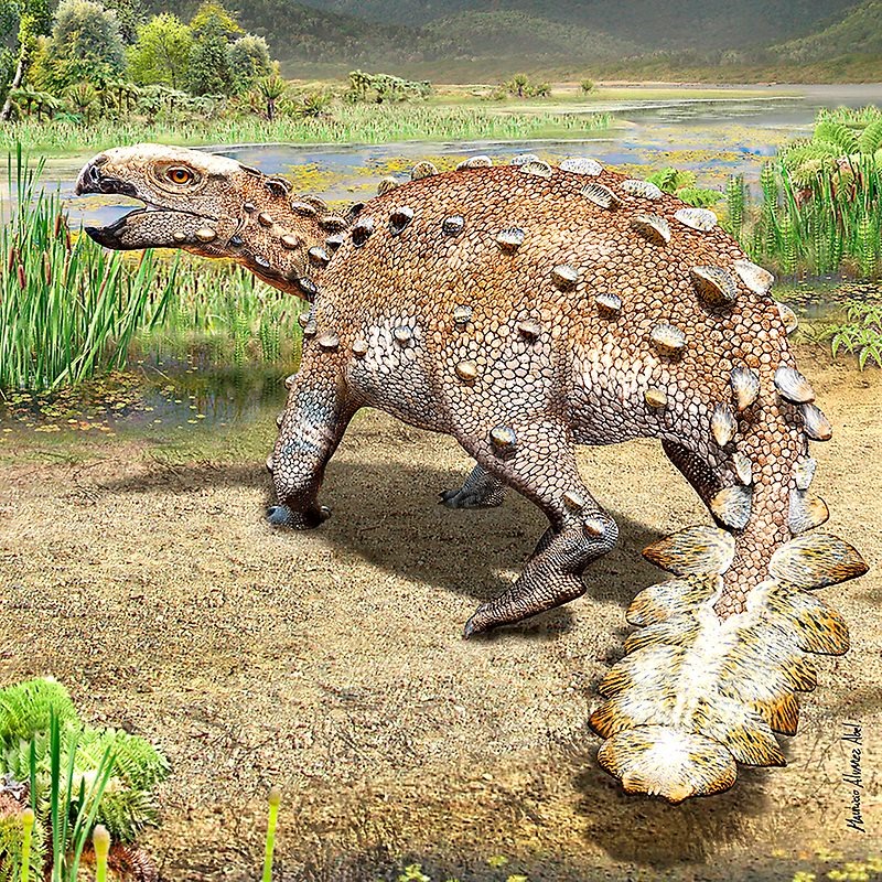 Stegouros elengassen, ankylosaure vivant en Patagonie.