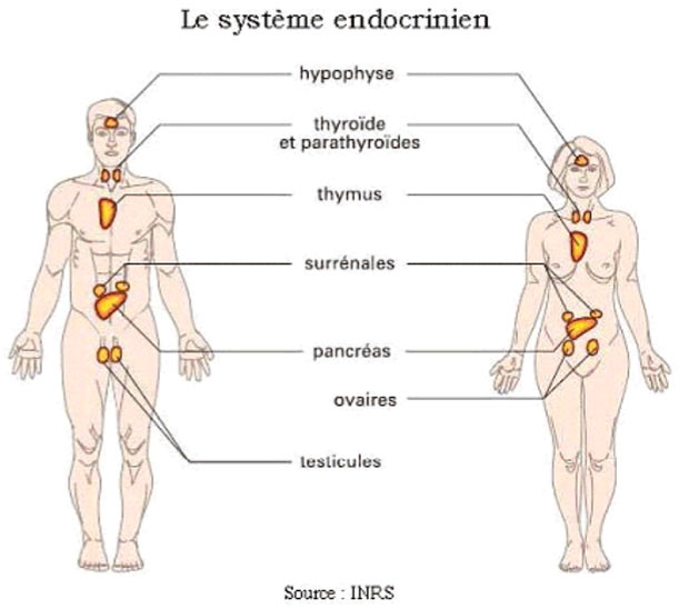 Système endocrinien