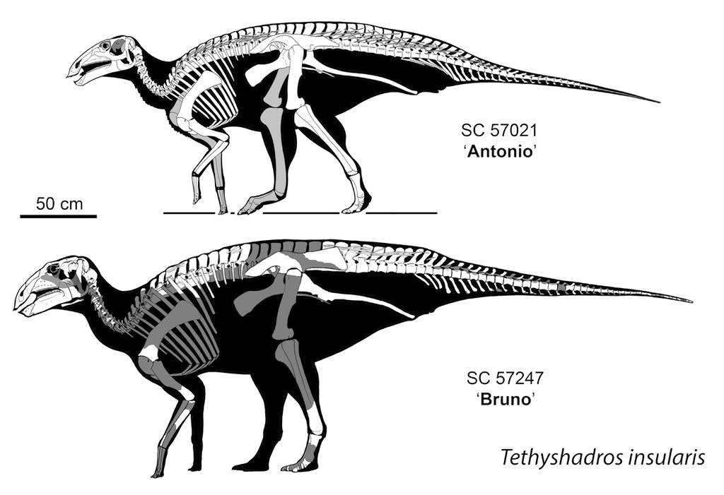 Onze Tethyshacros insularis, des hadrosauridés