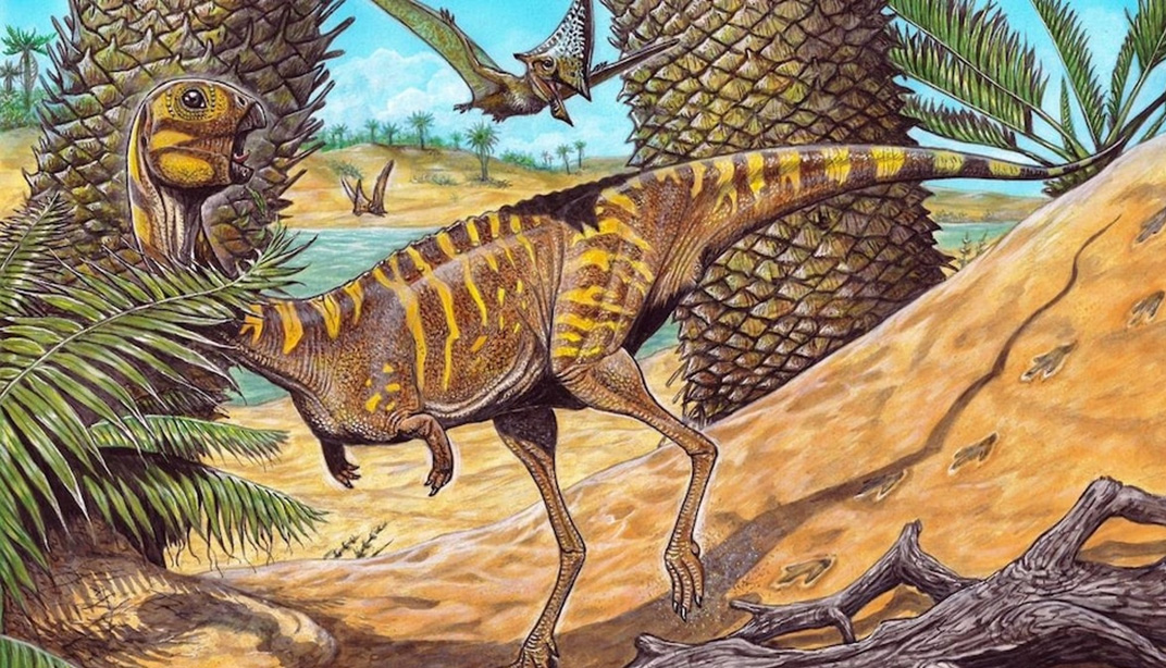 Thérapode Berthasaura leopoldinae