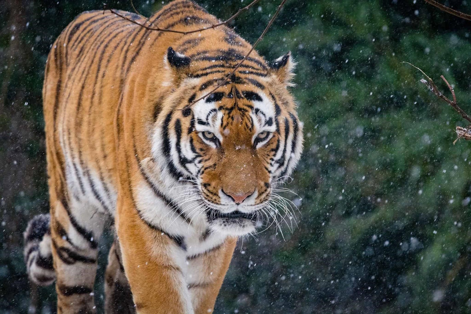 Tigre de Sibérie
