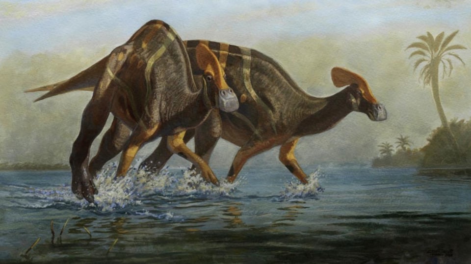 Tlatolophus galorum