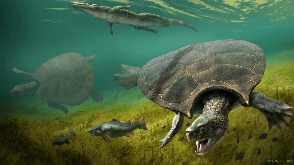 Tortue marine