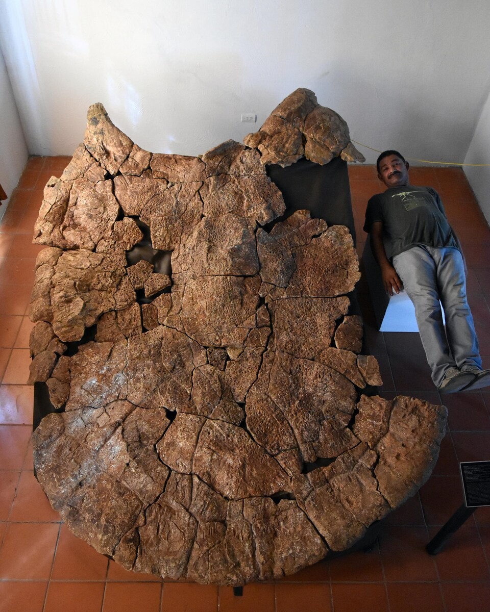 Tortue marine Stupendemys geographicus