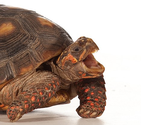 L'éthologue Anna Wilkinson et ses tortues Esme & Quinn.