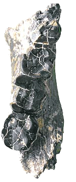 Toumaï