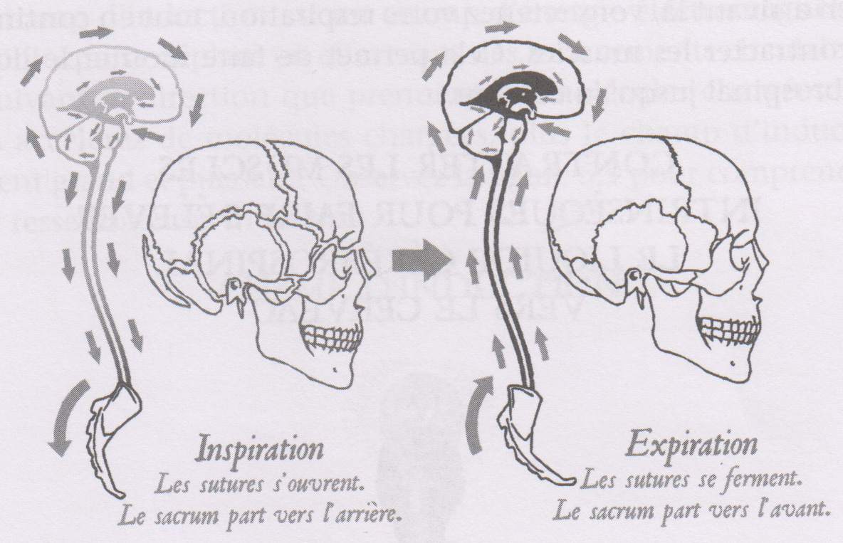 Trajet du liquide cérébrospinal (ou céphalo-rachidien) dans la moelle épinière.