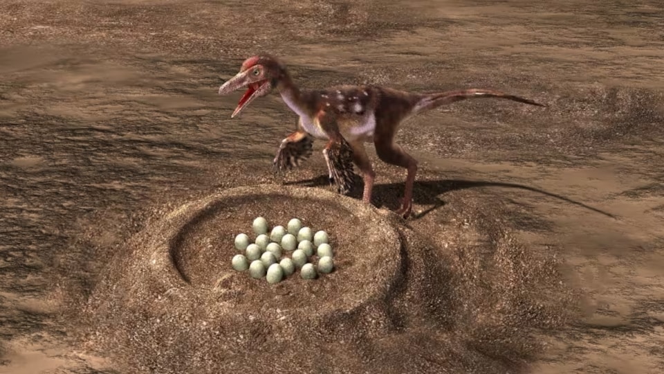 Le troodon, dinosaure-oiseau, couvant des œufs.