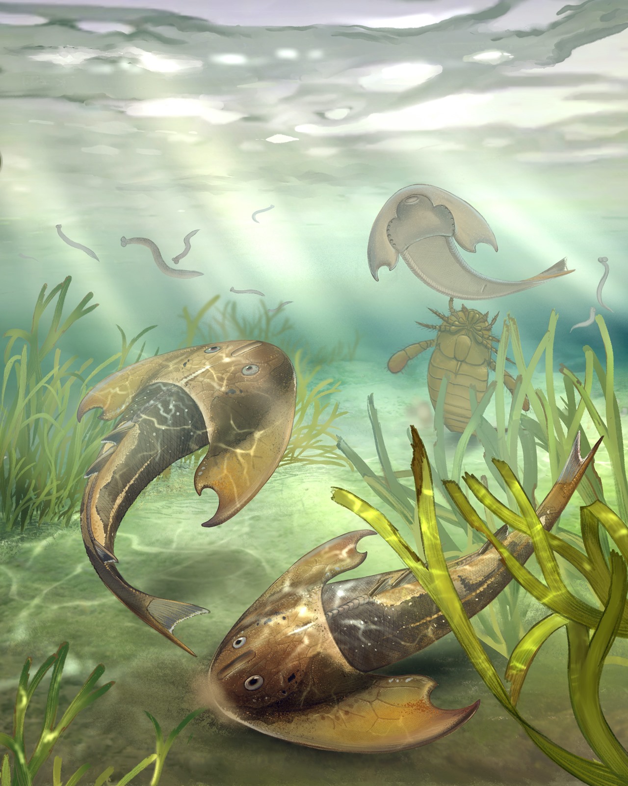 Tujiaaspis vividus