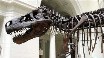 Tyrannosaurus rex