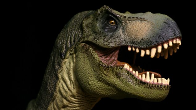Tyrannosaurus rex, tête