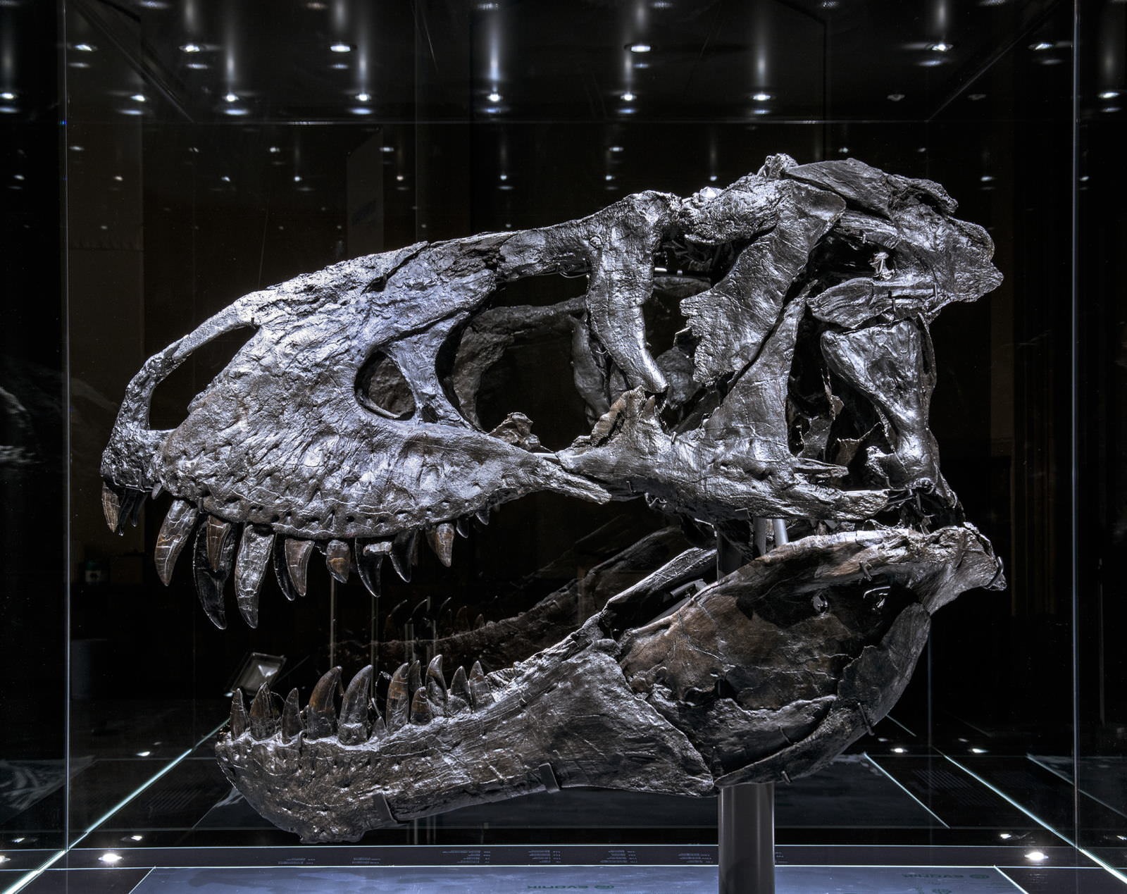 Tyrannosaurus rex Tristan Otto