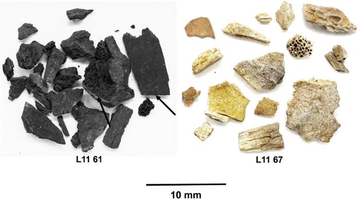 Petits fragments d'os brûlés du paléolithique trouvés dans l'abri Pataud en Dordogne en France.