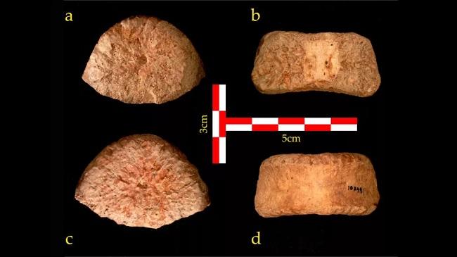 Fossile de vertèbre d'un grand hominidé à Ubeidiya dans la vallée du Jourdain en Israë il y a 1,5 million d'années.