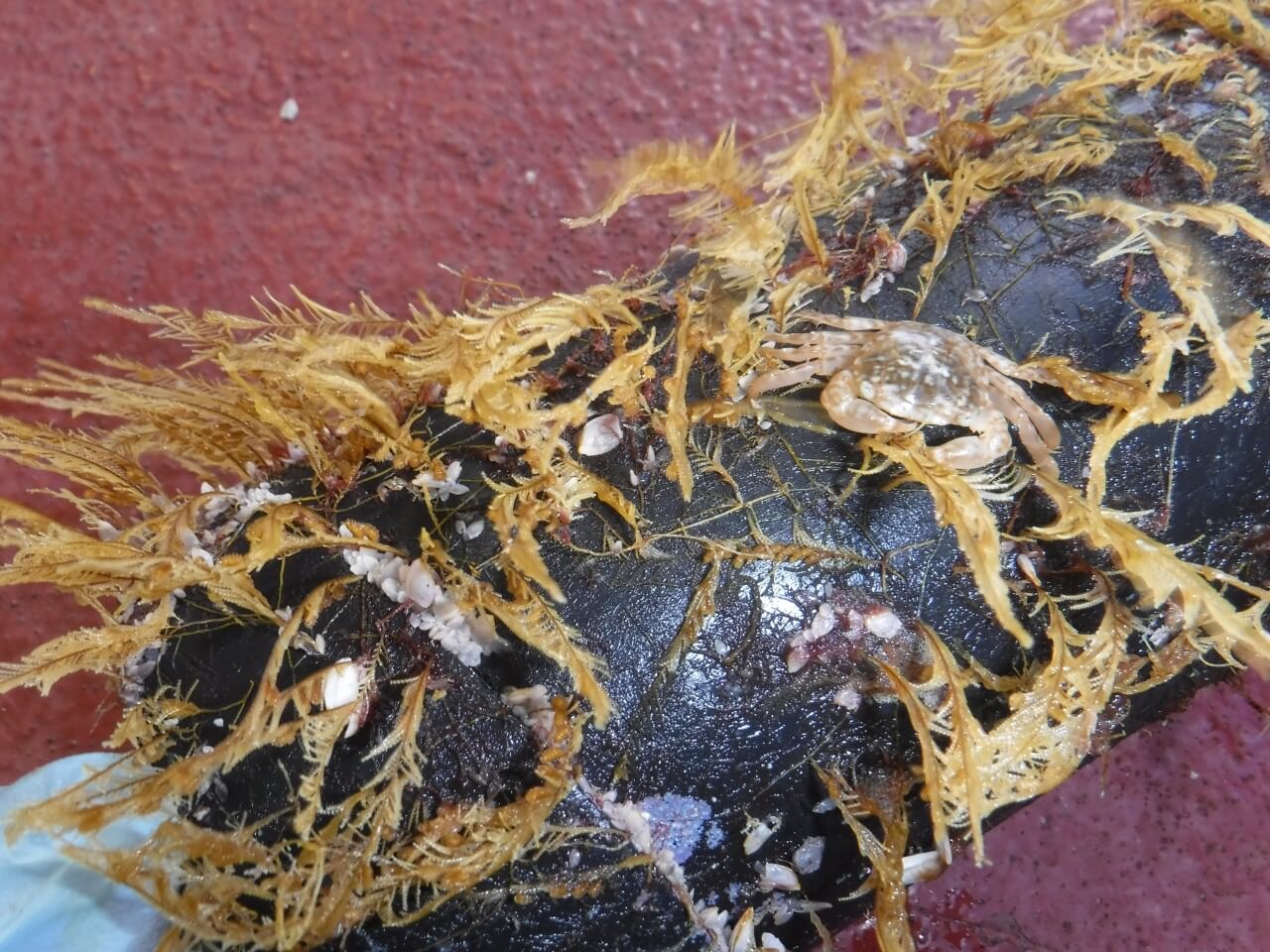 Ecosystème de déchets plastiques dans l'océan Pacifique.