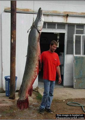 Weird Fish